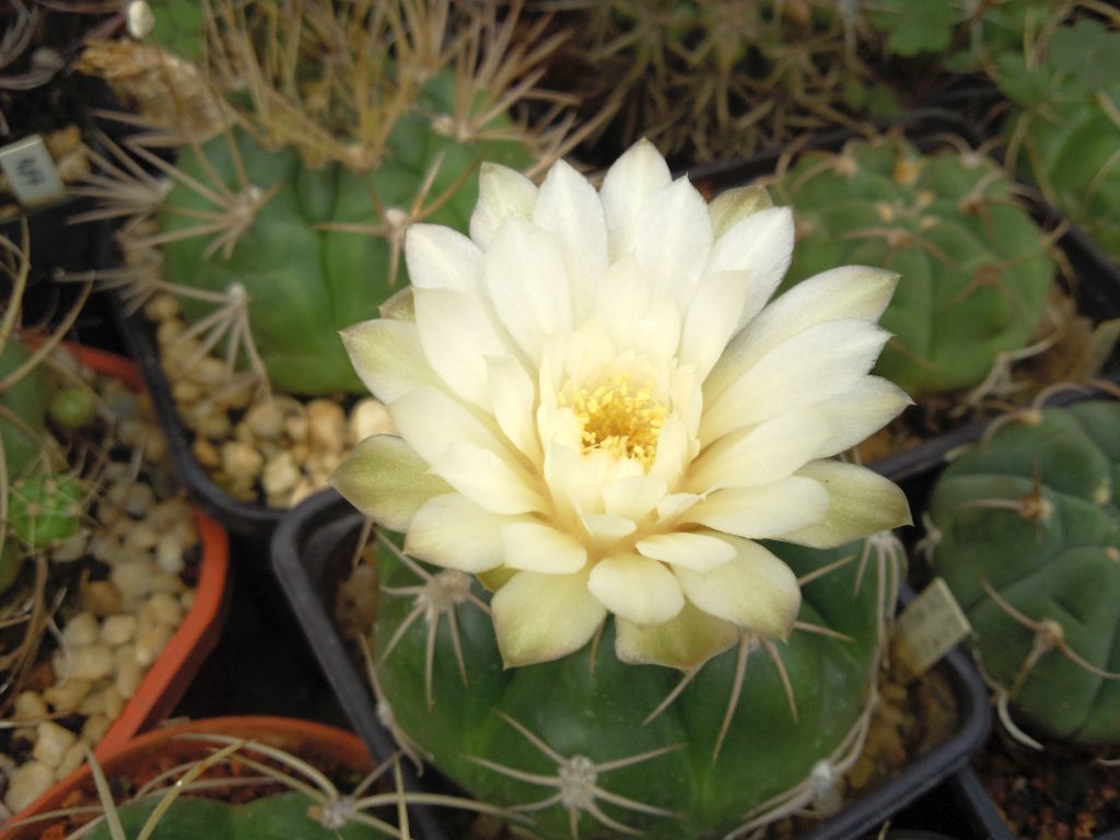 Gymnocalycium denudatum